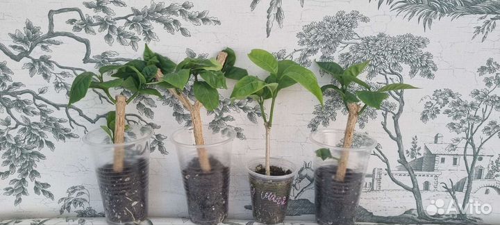 Табернемонтана