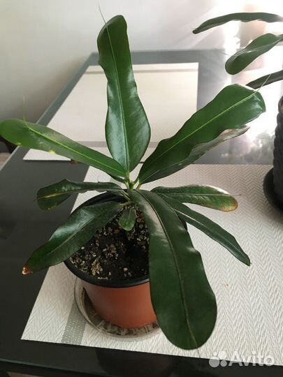 Кротон мамми