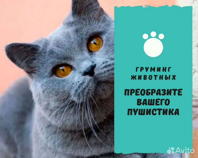 Стрижка собак и кошек