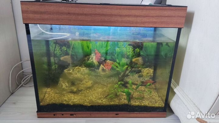 Аквариум
