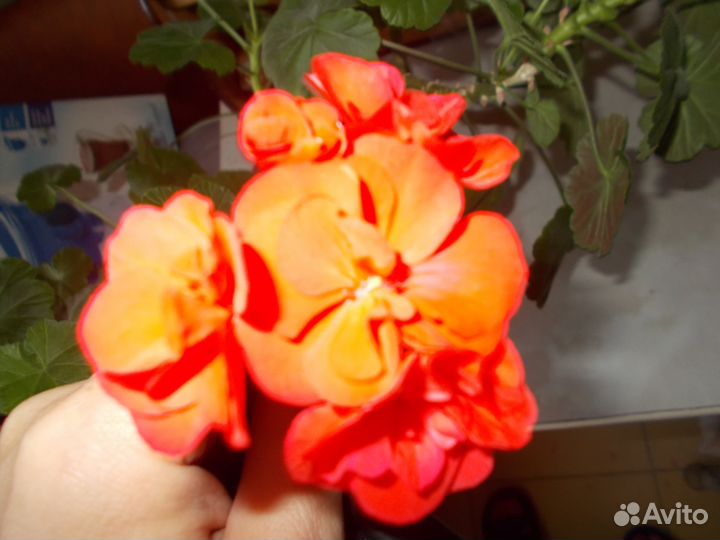 Пеларгония (герань). Красная