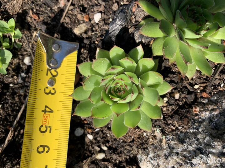 Молодило BigSam Chrome Green