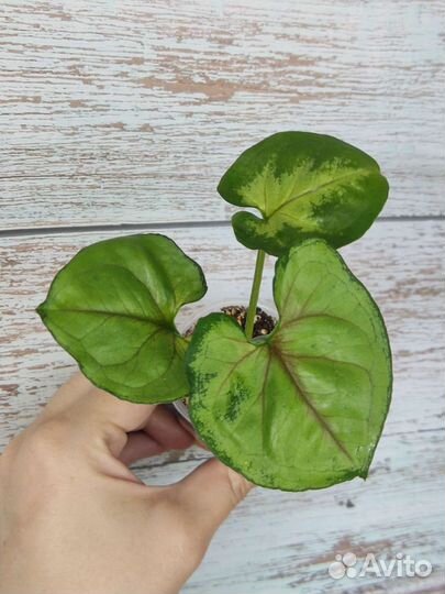 Сингониумы