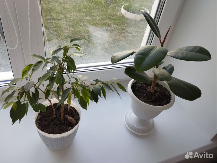 Фикус бенджамина