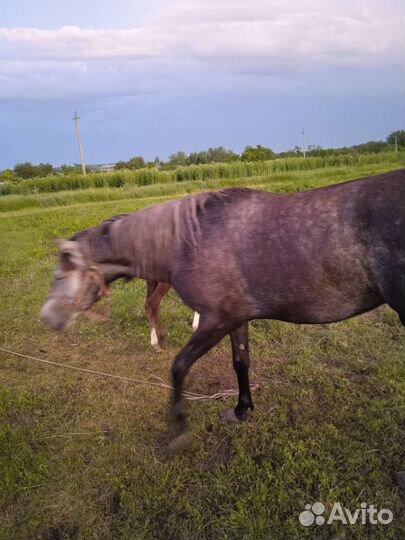 Лошадь5 лет с жеребенком