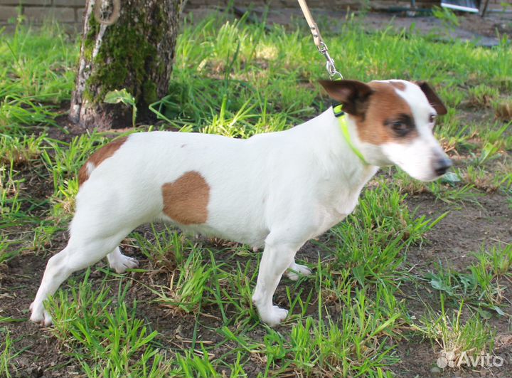 Взрослая девочка джек рассел терьера