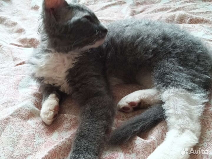 Котенок ищет руки)