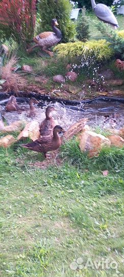 Подсадные утки