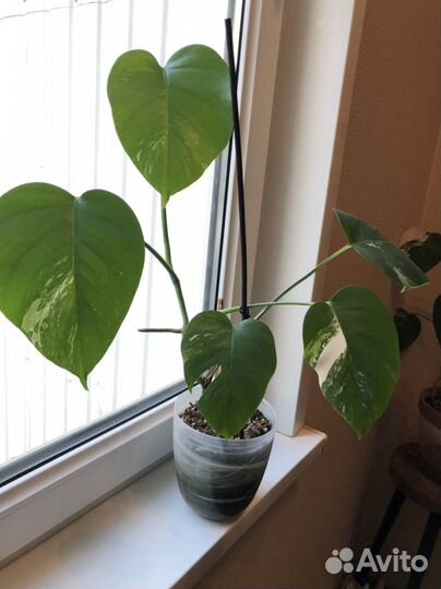 Монстера вариегатная