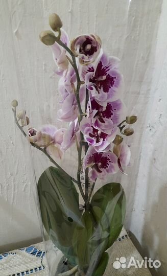 Орхидея биг лип Алладин