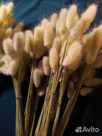 Сухоцвет Лагурус (Заячий хвостик)