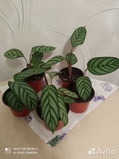 Комнатные цветы