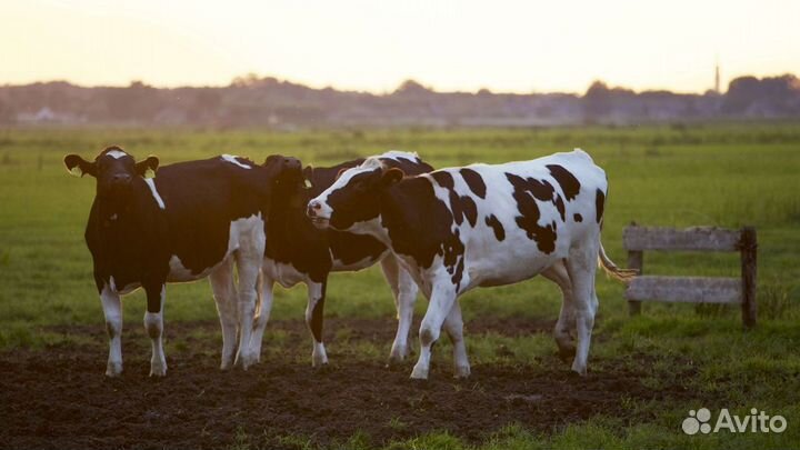 Требуется рабочий на по уходу за С/Х животными