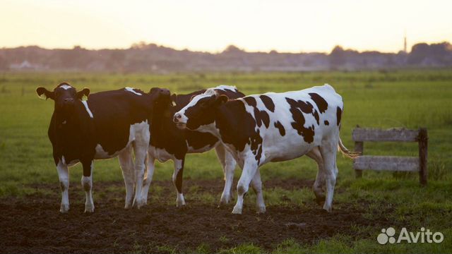Требуется рабочий на по уходу за С/Х животными