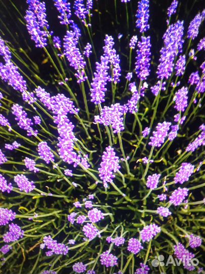 Семена многолетников садовых