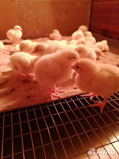 Подрощенный недельный бройлер кобб500 Испания