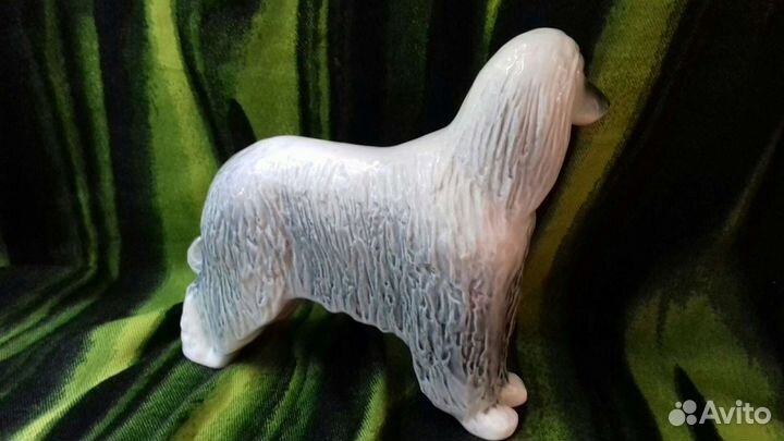 Афганская борзая. лфз