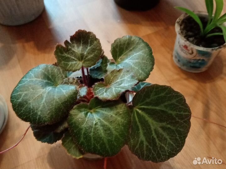 Комнатные цветы