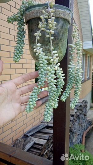 Суккуленты разнообразные ч.6