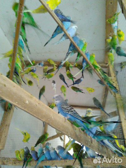 Волнистый попугай (Самки-опт)