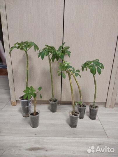 Шефлера вариегатная