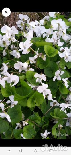 Флокс шиловидный