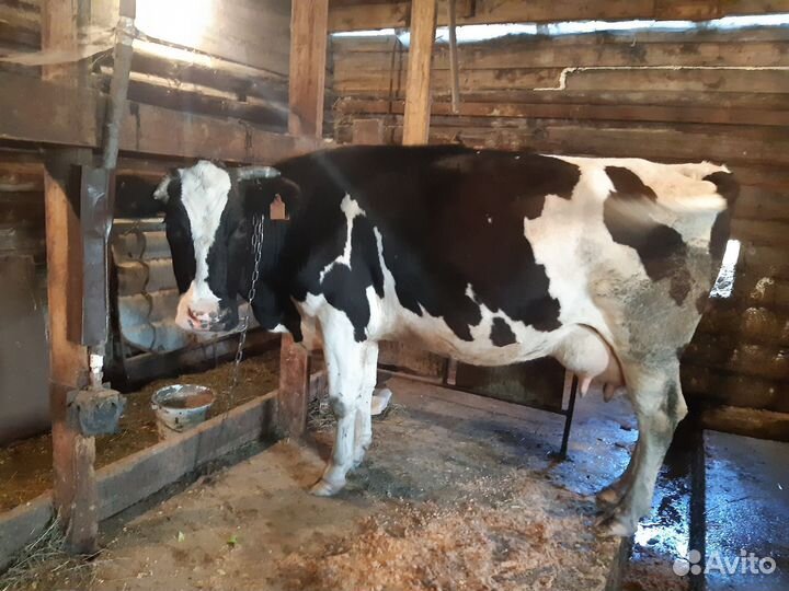 Корова дойная