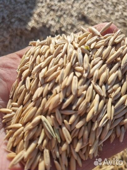 Зерно пшеница,овес,ячмень