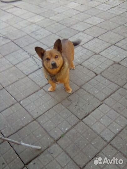 Маленькая собака в добрые руки отдам бесплатно