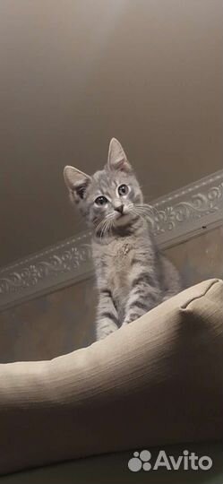 Отдам кота в добрые руки