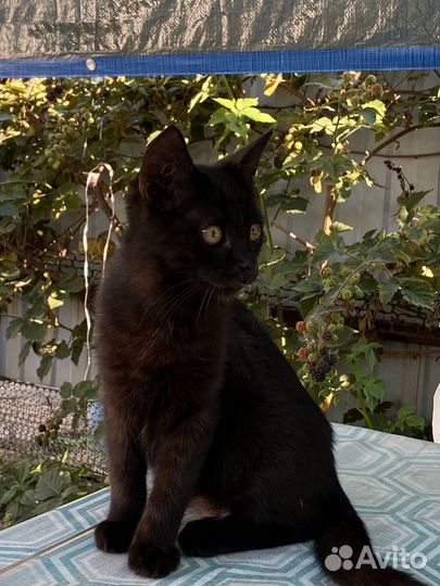 Отдам кота в добрые руки