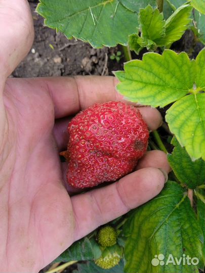 Клубника ремонтантная
