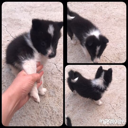 Щенки русско европейской лайки