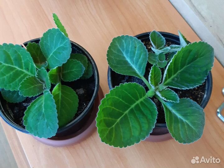 Глоксиния махровая