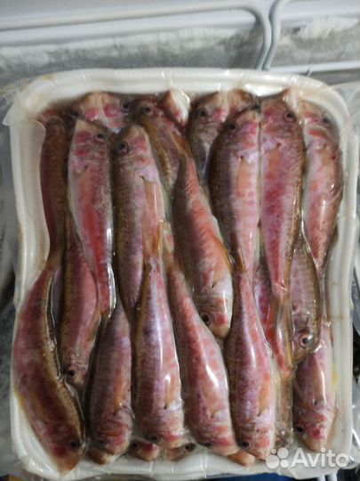 Живые устрицы,Мидия,рыба