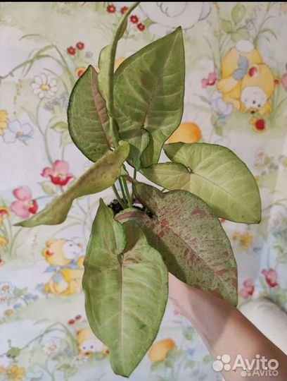 Сингониумы сортовые