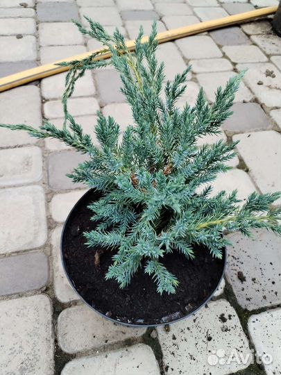 Можжевельник