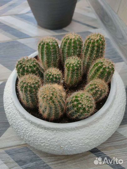 Кактусы и суккуленты