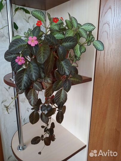 Эписция 2 вида в одном горшке