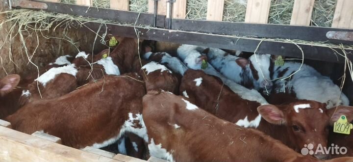 Телята с доставкой до двора за наш счёт