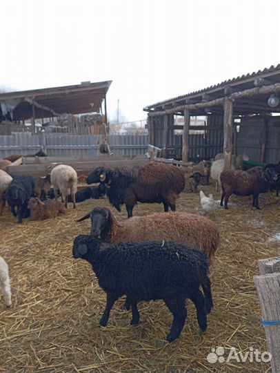 Баран гисар