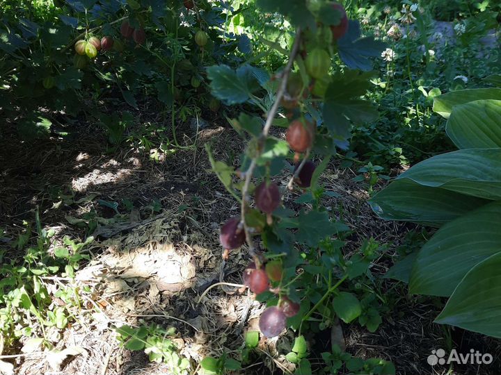 Саженцы крыжовник Грушенька