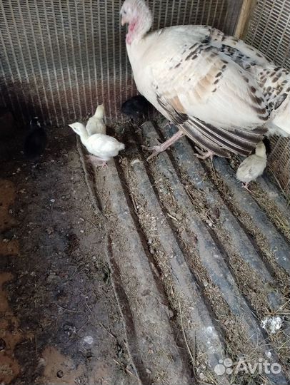 Индюки индюшата