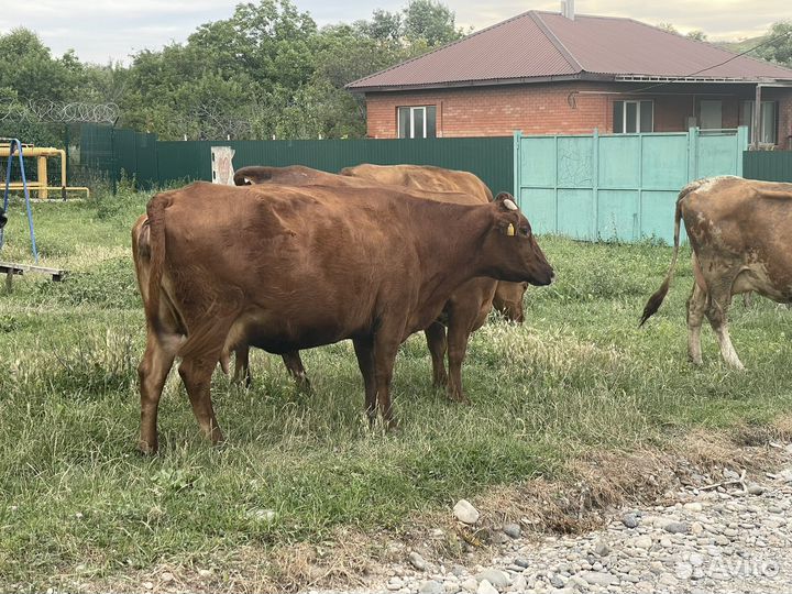Коровы стельные
