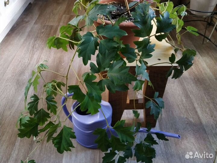 Бугинвилия, циссус лиана