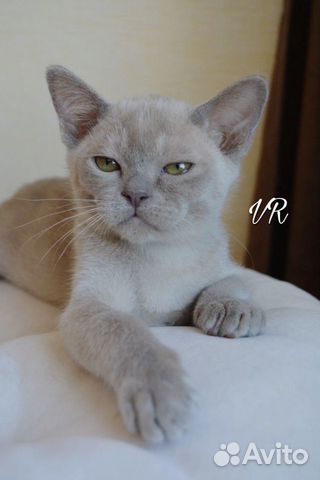 Бурманская порода Бурманский котик объявление продам