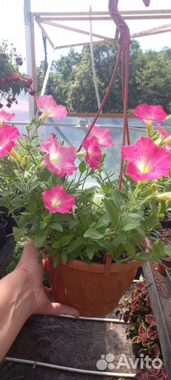 Цветы в горшках уличные