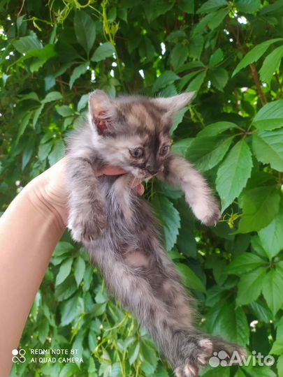 Кошки в добрые руки бесплатно