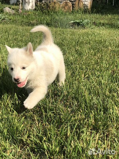 Собаки хаски