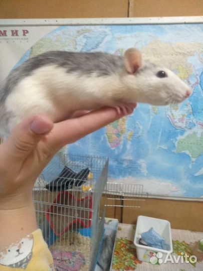 Крысы дамбо девочки